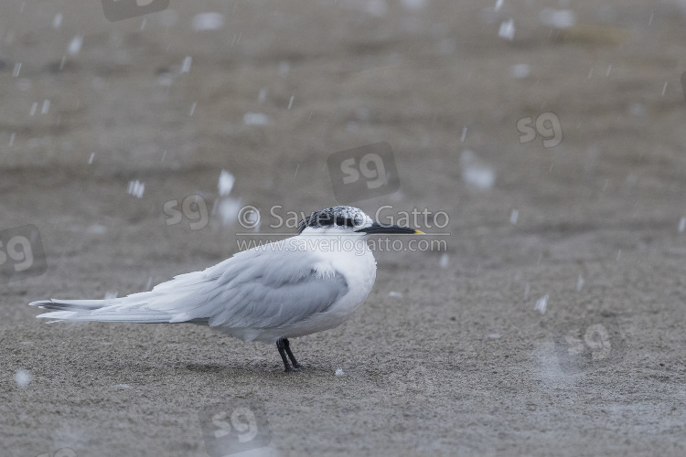 Sandwich Tern